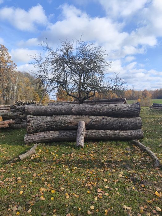 Sosna drzewo tartaczne, dąb pcd