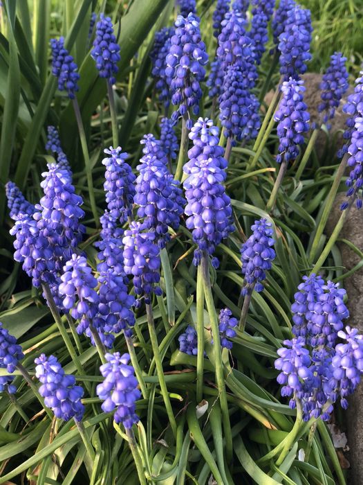 Мускарі або мишиний гіацинт, ціна за 20 цибулин