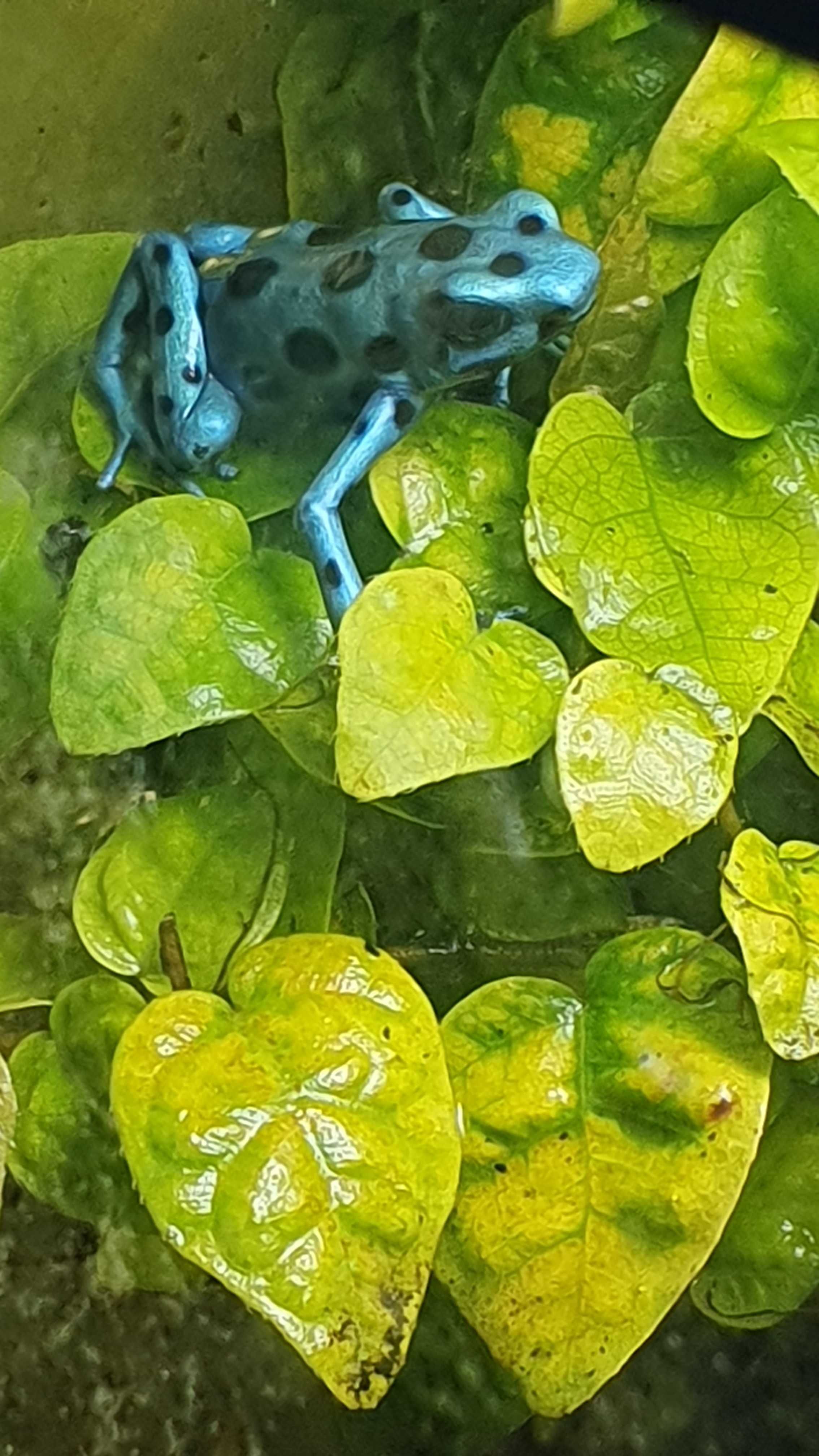 Drzewołaz Dendrobates Auratus Micro Spot.