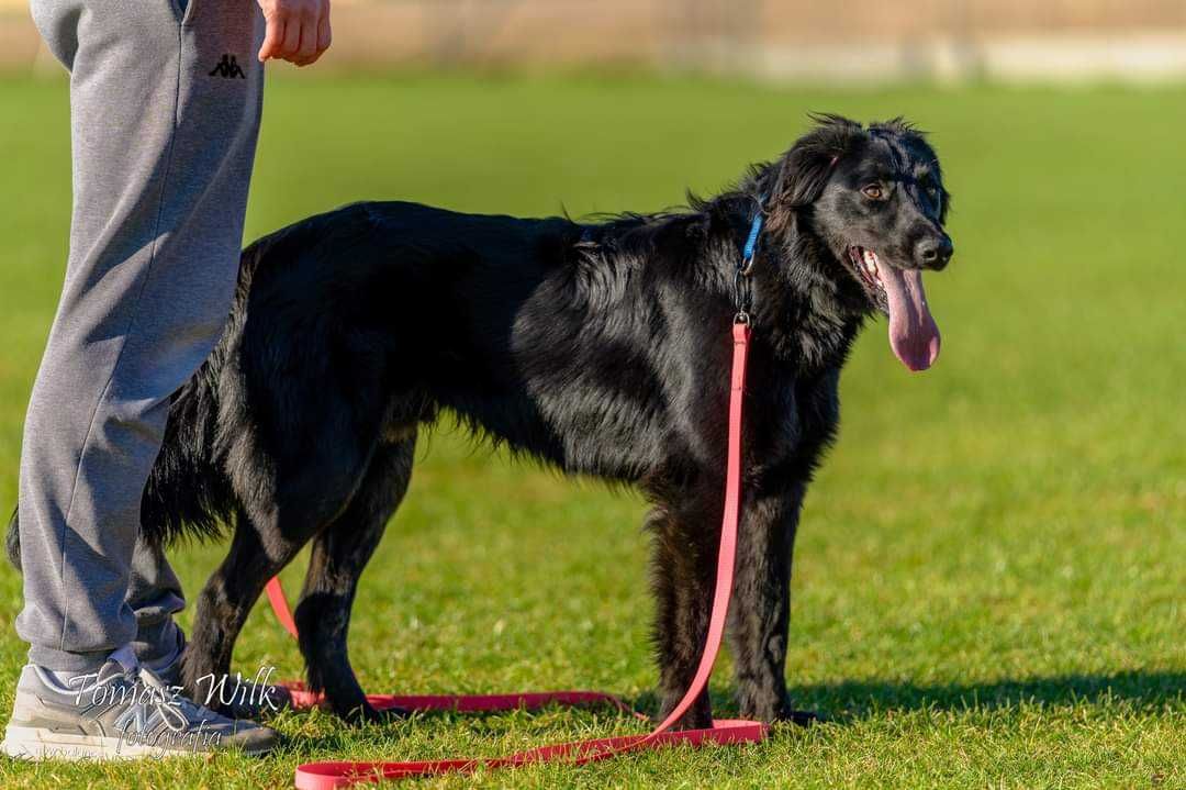 PILNA adopcja 1,5 rocznego psa