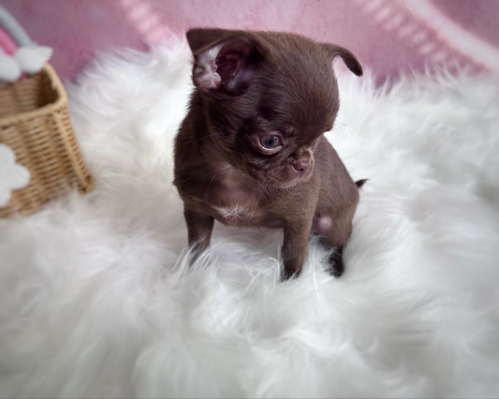 *** Śliczna dziewczynka chihuahua czwkolada krótkowłosa***
