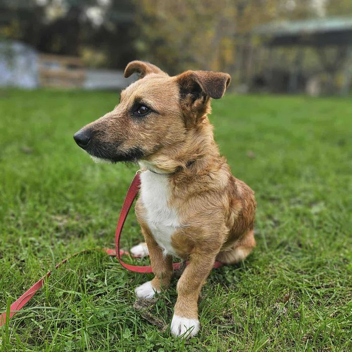 Rudi w typie jamnika.