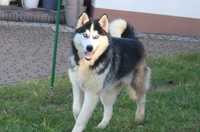 pies rasy siberian husky