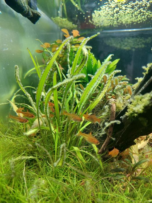 OKAZJA Zestaw akwarium 30l z wyposażeniem / Aranżacja / Roślinne / Co2