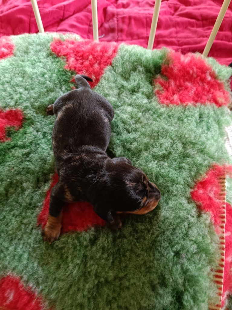 Jamnik krótkowłosy miniaturowy piesek merle FCI