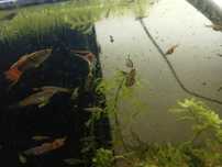 Guppys adultos .