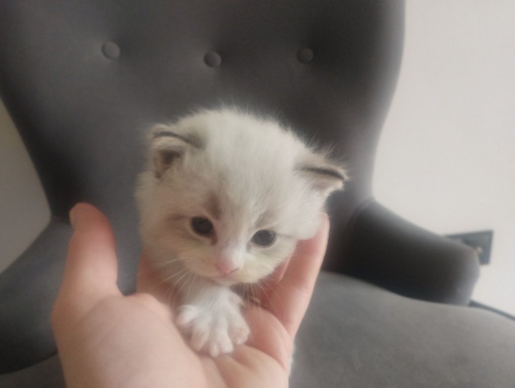 Kotka  rasy RAGDOLL z rodowodem FPL FIFE