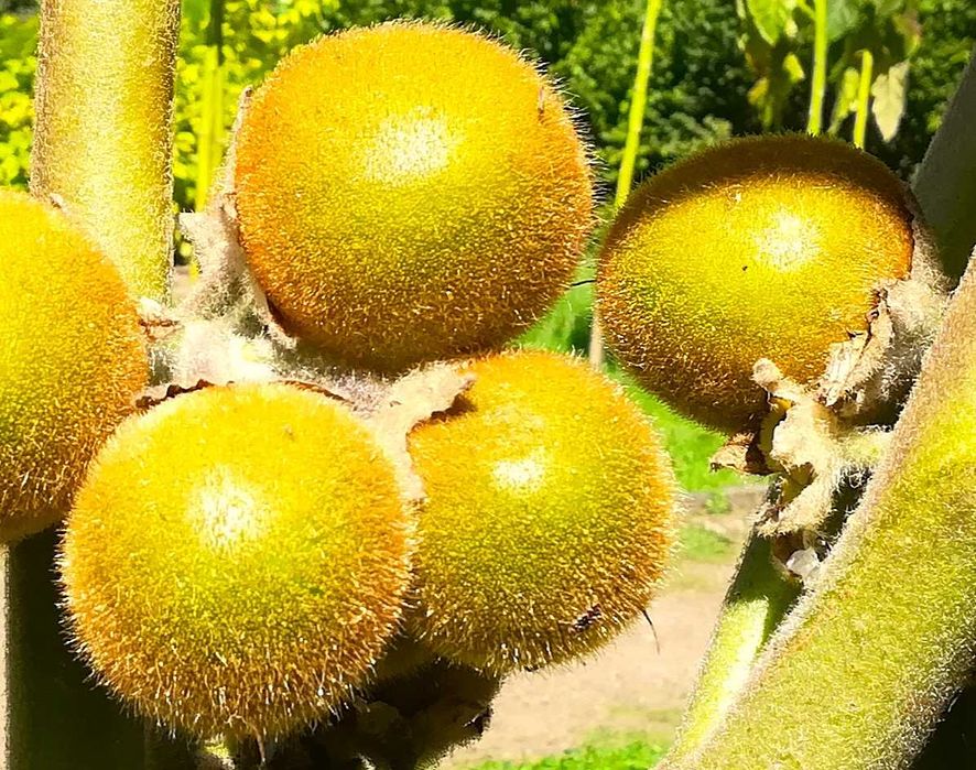 Lulo - Solanum quitoense