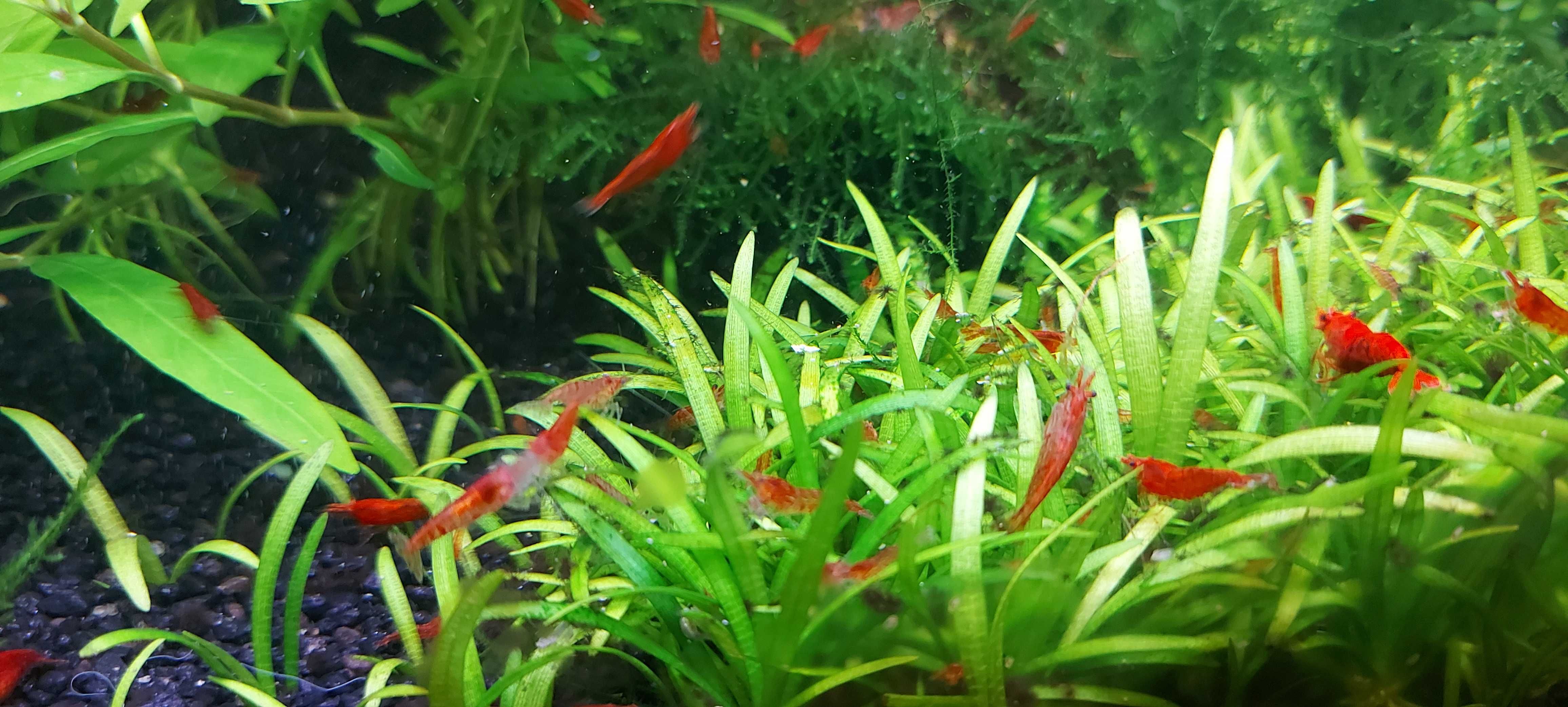 Krewetki RED młode