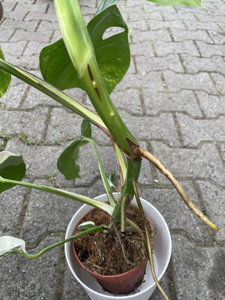 Monstera variegat