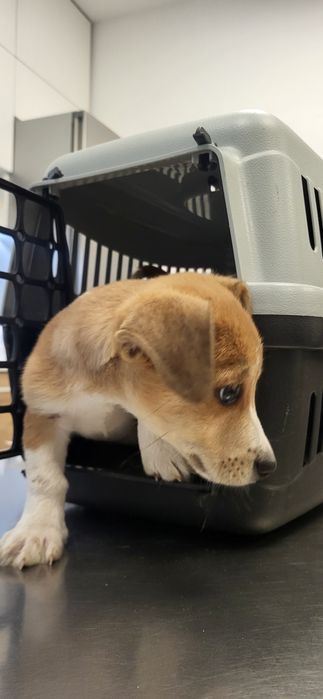 Szczeniaki do adoocji