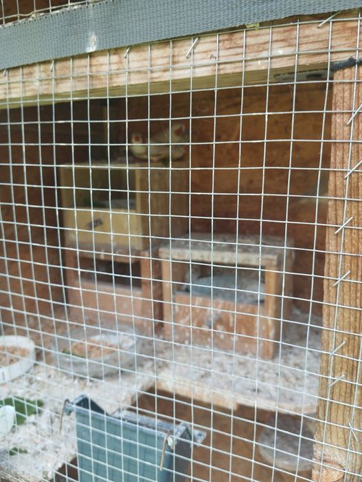 Klatka + ptaki Zeberki