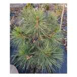 Sosna Jeffreya (pinus Jeffreya)