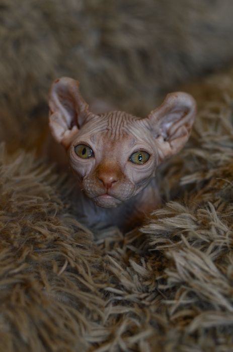 Канадский сфинкс. Эльф