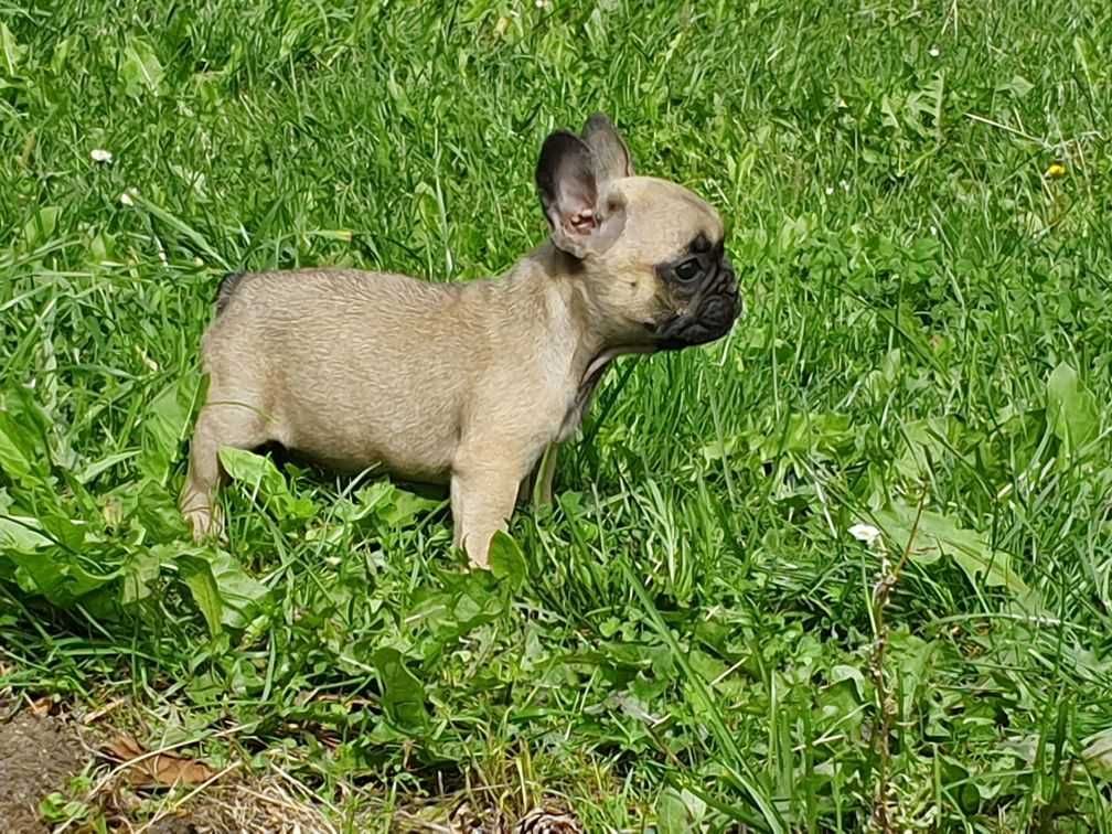 Buldog francuski FCI