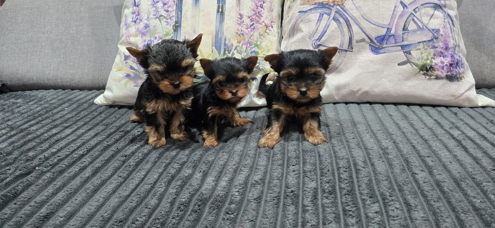 York, Yorkshire terrier szczenięta