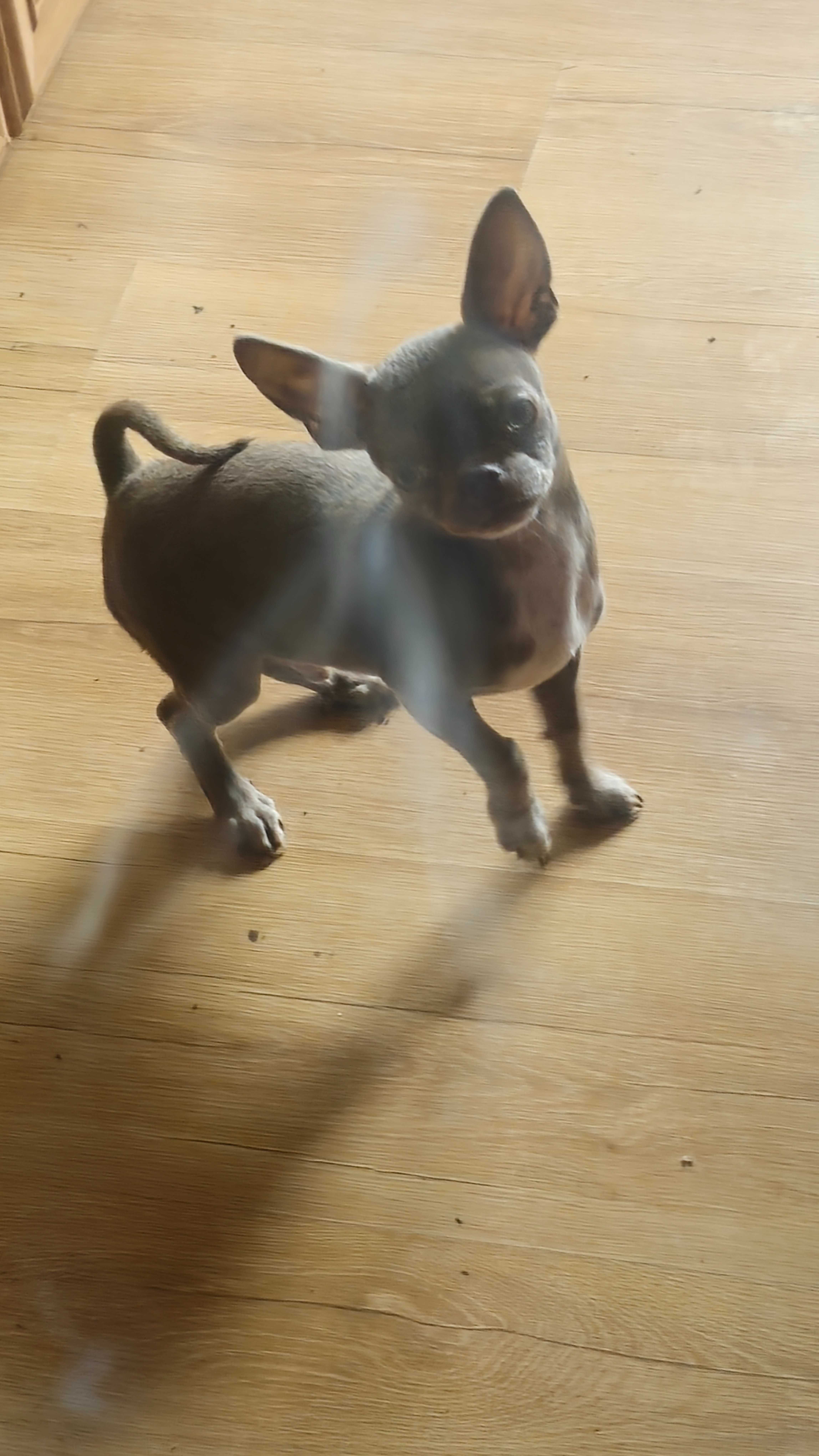 Chihuahua liliowy