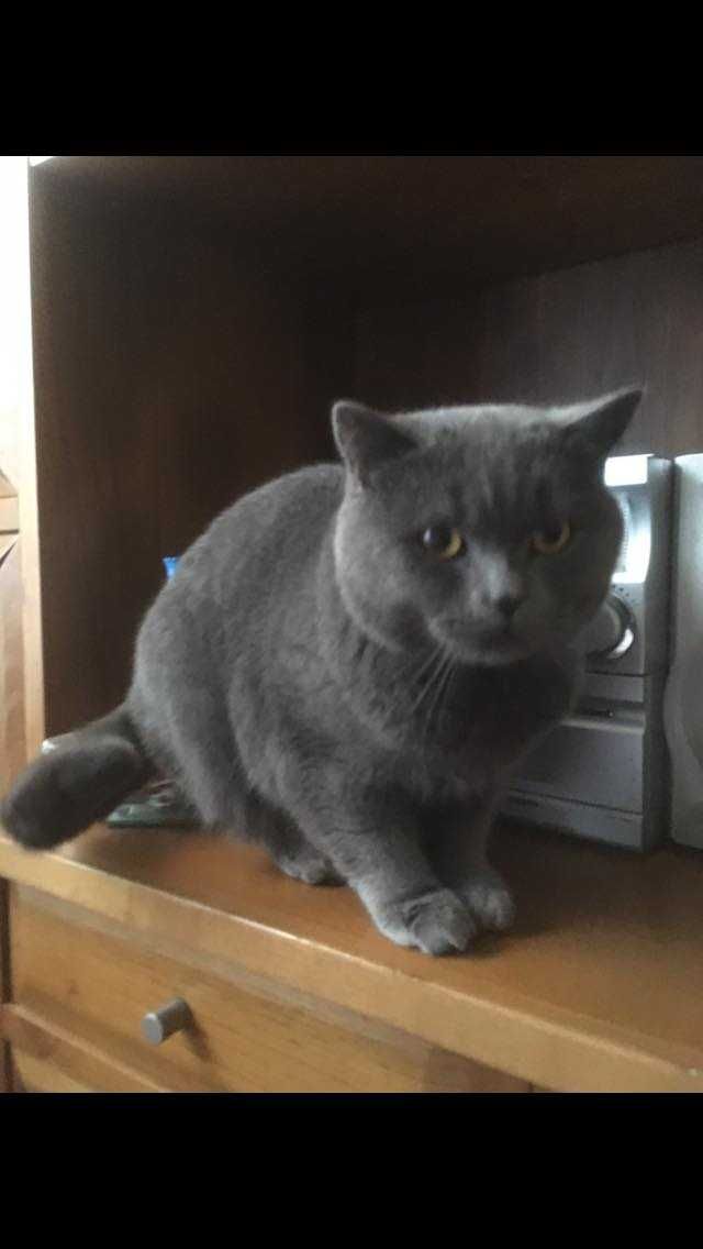 gatinho scottish fold