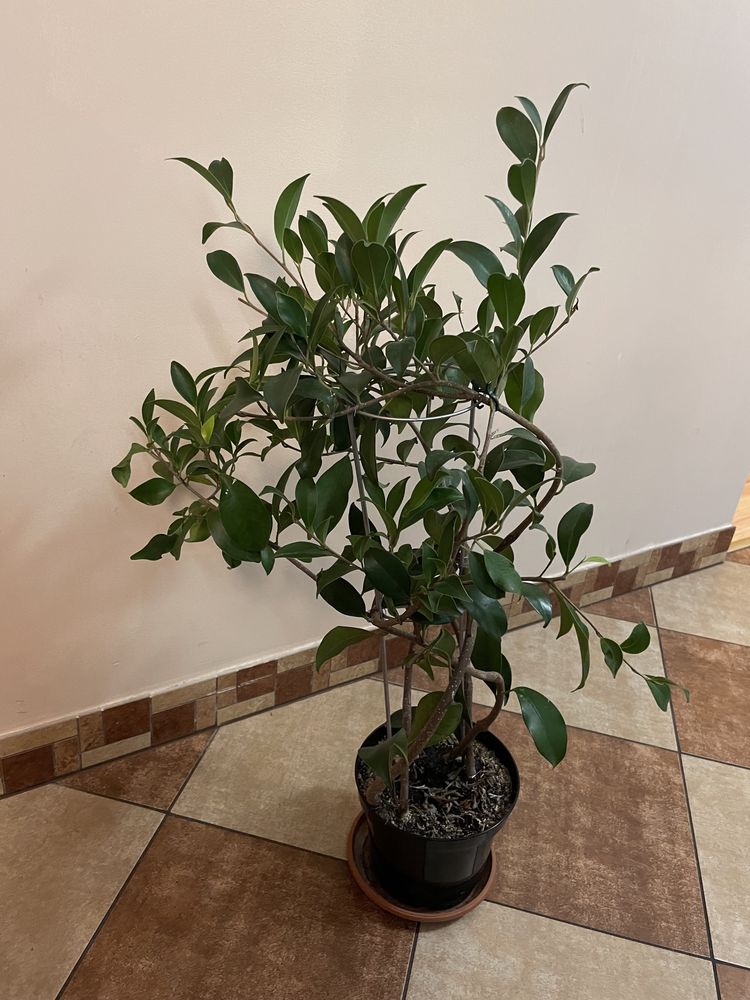 Fikus benjamina figowiec benjaminek 60 cm kwiat doniczkowy 4 sadzonki