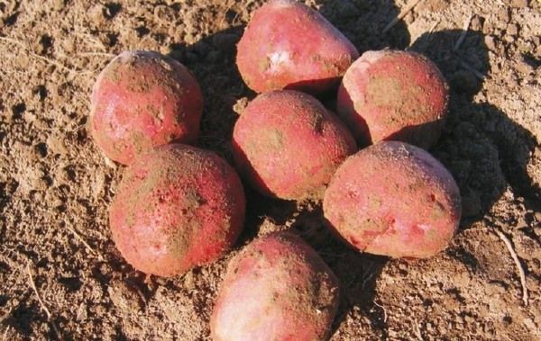 smaczne ziemniaki Bellarosa ekologiczne czerwone jadalne