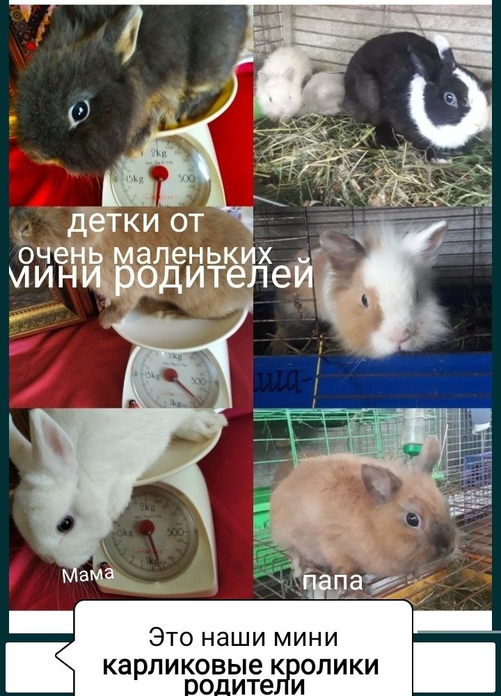 домашні декоративні кроликии карликові манюні клітки