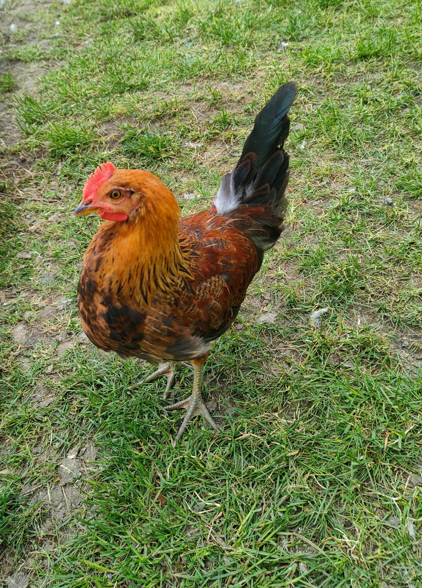 Sprzedam Kury Leghorn , Koguty Zielonóżki, Zagrodowe , Karmazyn
