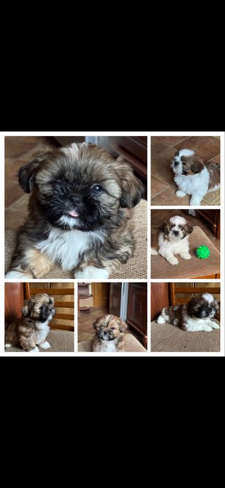 Ши-тцу чистокровные