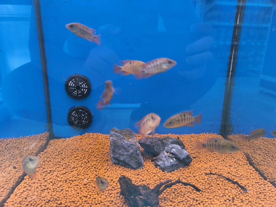 Mesoheros Festae (Red Terror)