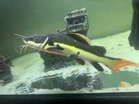 Peixe RTC com cerca de 40 cm