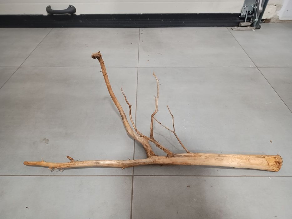 Średni, ciekawy naturalny korzeń do akwarium