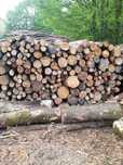 Drzewo opalowe suche