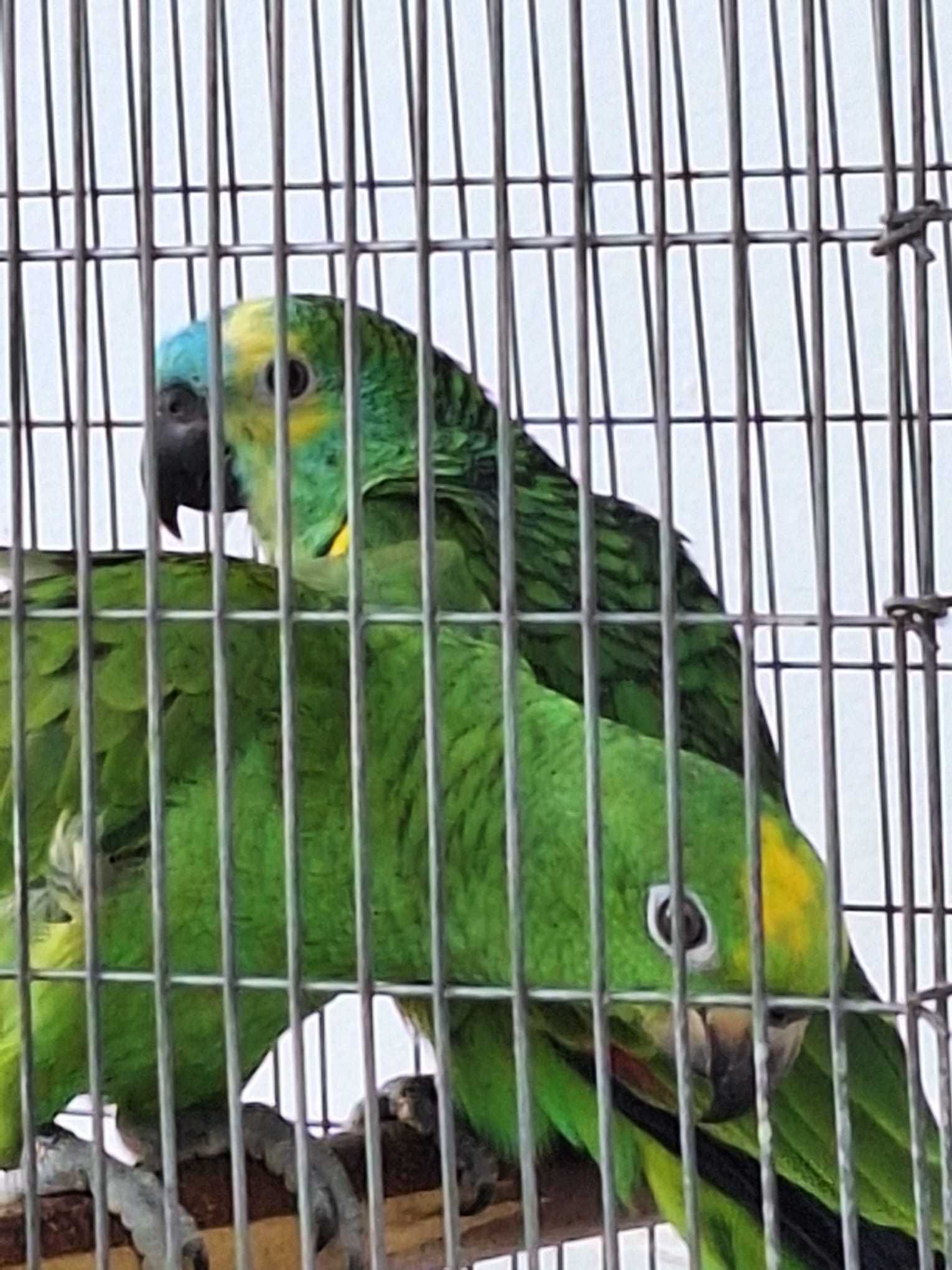 papagaio Amazona aestiva xanthopteryx