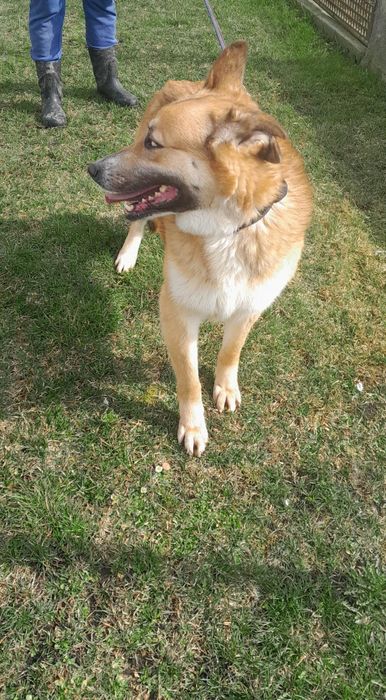 Mary sunia do adopcji