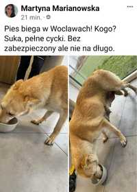 karmiaca suczka beżowa znaleziona