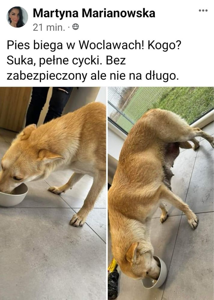 karmiaca suczka beżowa znaleziona