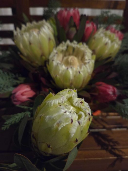 Vendo proteas flores