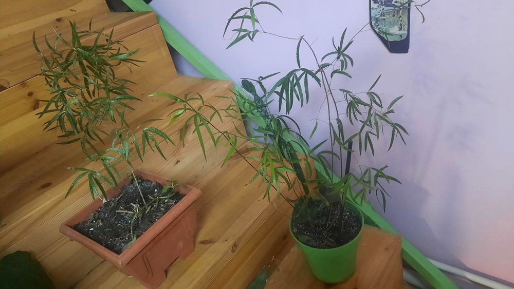 Аспараус кімнатна рослина