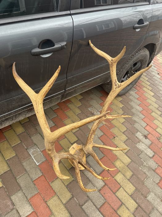 Колекційні шикарні роги благородного оленя трофей