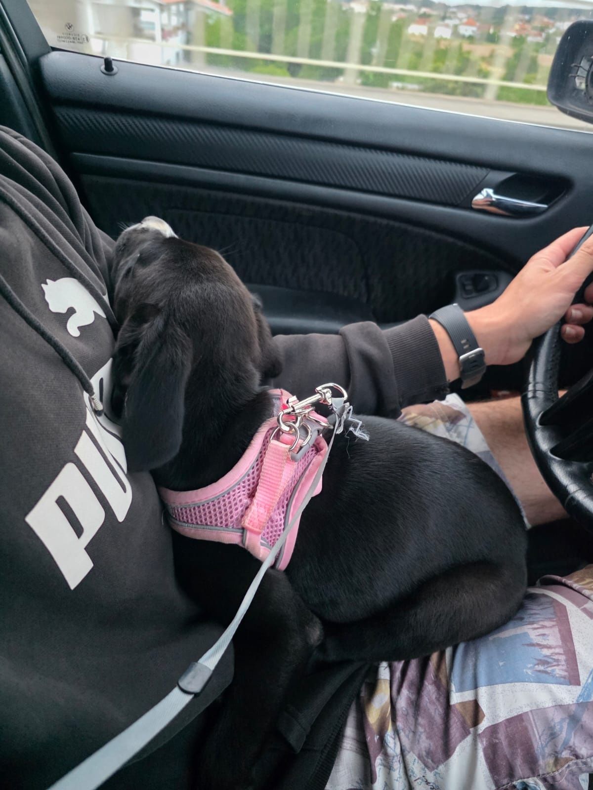 Cadelinha com 3 meses, labradora x boxer, para adoção