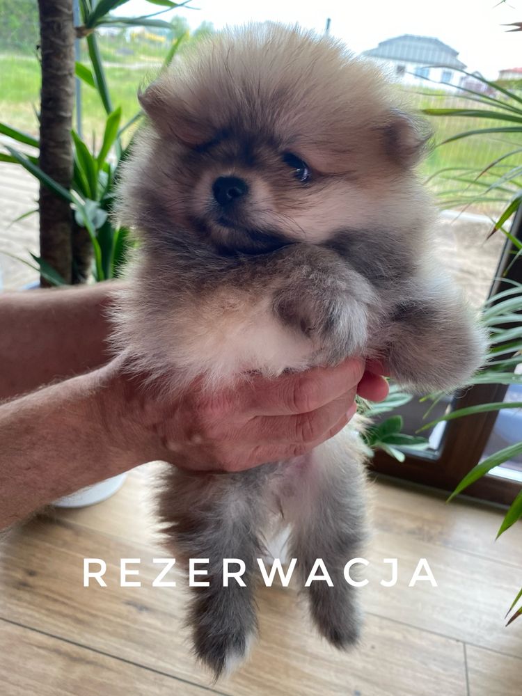 szpic miniaturowy pomeranian