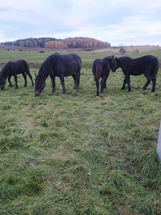 Sprzedam konie zimnokrwiste  .