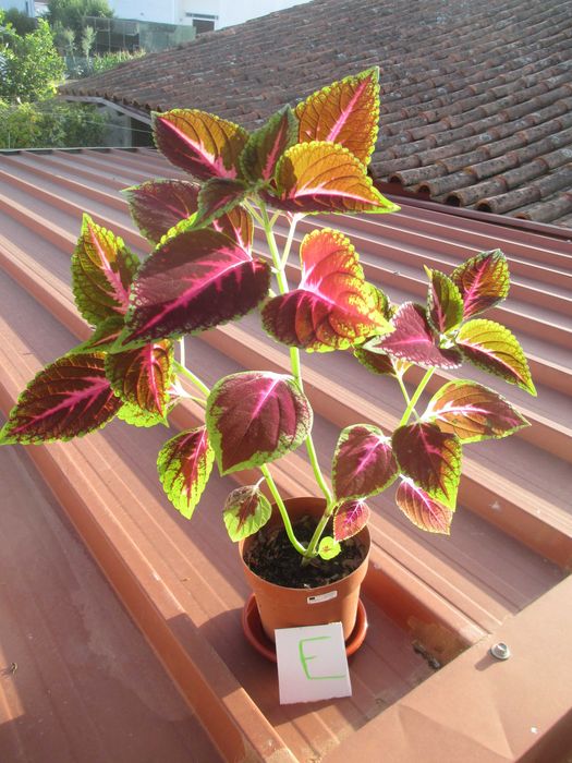 Planta Coleus Interior / exterior