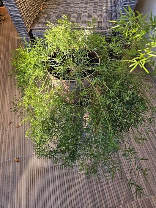 asparagus roślina
