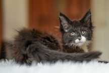 Kocurek czarny z białym maine coon