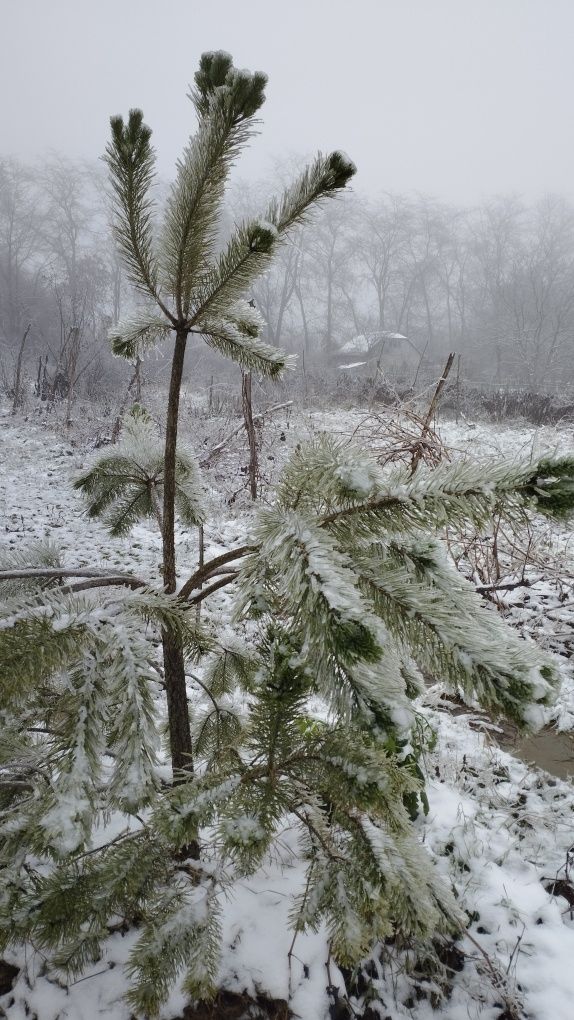 Ділянка 10сот,с.Городок Вода Світло