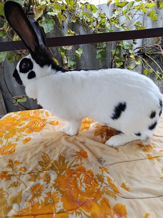 Продам кролі, кролики НСВ