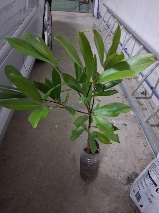 Grumixama planta tropical