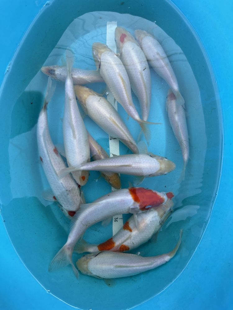 Карп Кои (koi, coopens, hikari, tetra, sera) коі риба пруд, озеро