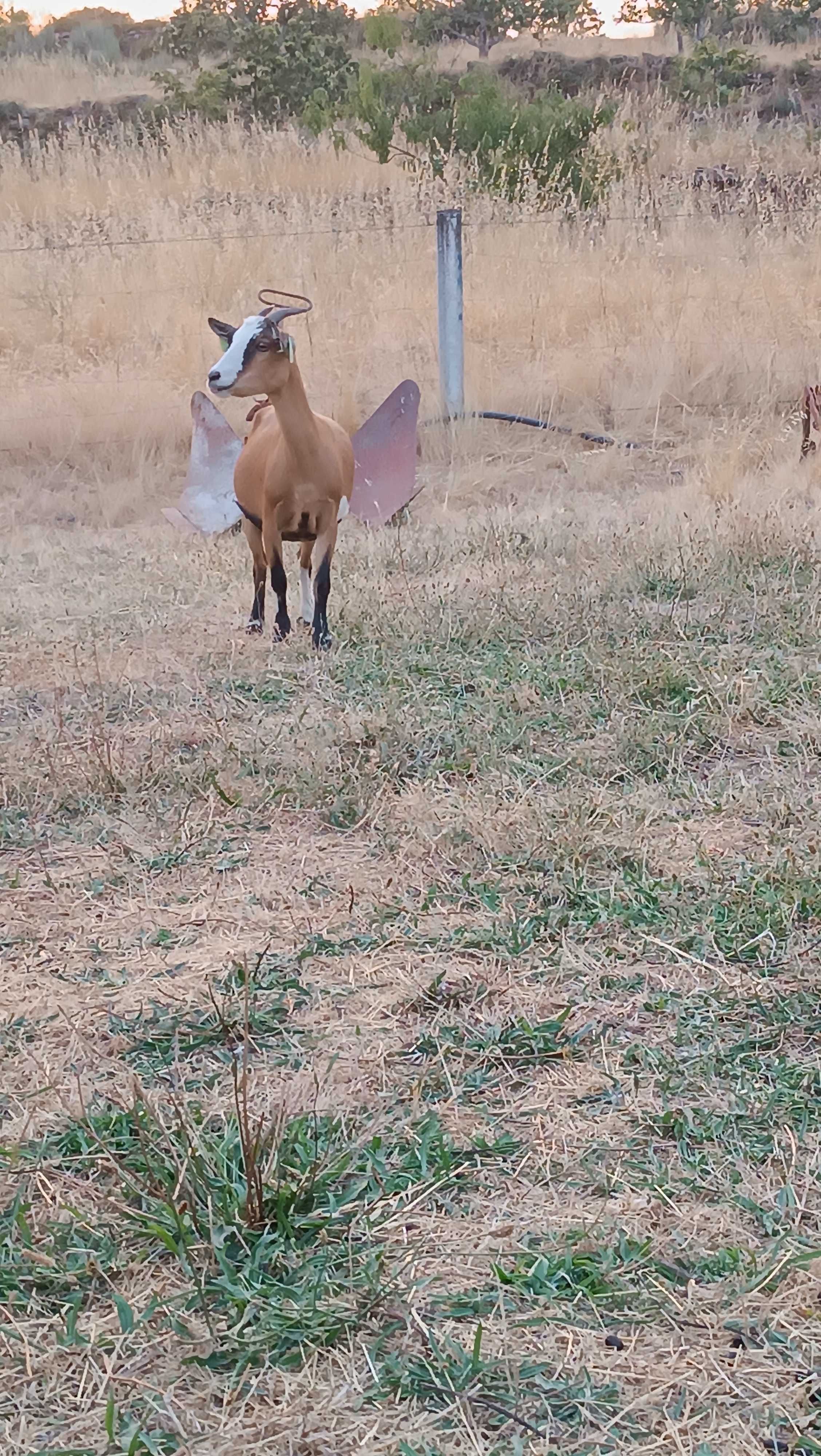 .Vendo Cabra Anã.