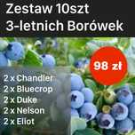 Zestaw Borówka a2xChandler, 2xBluecrop, 2xDuke, 2xEliot, 2xNelson